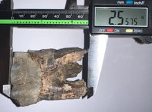 Load image into Gallery viewer, Large Ice Age Fossil Woolly Rhinoceros Molar Coelodonta Antiquitatis 2.55 Inches
