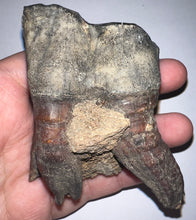 Load image into Gallery viewer, Huge Ice Age Fossil Woolly Rhinoceros Molar Coelodonta Antiquitatis 3.26 Inches
