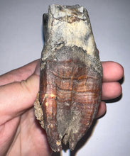Load image into Gallery viewer, Huge Ice Age Fossil Woolly Rhinoceros Molar Coelodonta Antiquitatis 3.26 Inches
