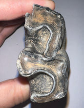 Load image into Gallery viewer, Huge Ice Age Fossil Woolly Rhinoceros Molar Coelodonta Antiquitatis 3.26 Inches
