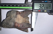 Load image into Gallery viewer, Huge Ice Age Fossil Woolly Rhinoceros Molar Coelodonta Antiquitatis 3.26 Inches
