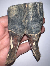 Load image into Gallery viewer, ENORMOUS Ice Age Fossil Woolly Rhinoceros Molar Coelodonta Antiquitatis 4.04 Inches
