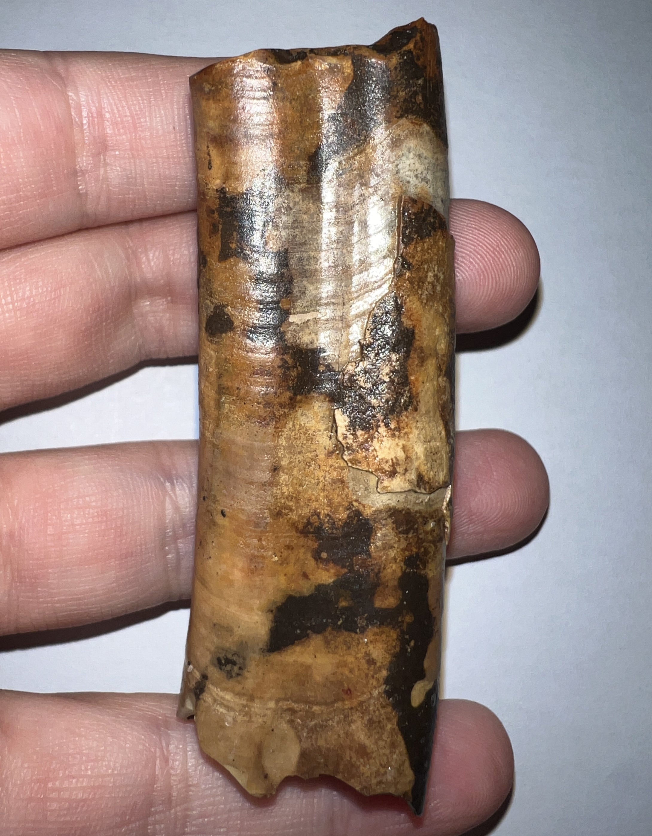 GEM Rare Large Ice Age Fossil Ground Sloth Paramylodon Tooth 3.04 Inches