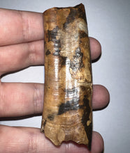 Load image into Gallery viewer, GEM Rare Large Ice Age Fossil Ground Sloth Paramylodon Tooth 3.04 Inches
