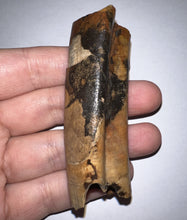 Load image into Gallery viewer, GEM Rare Large Ice Age Fossil Ground Sloth Paramylodon Tooth 3.04 Inches
