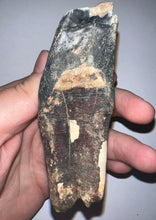 Load image into Gallery viewer, ENORMOUS Ice Age Fossil Woolly Rhinoceros Molar Coelodonta Antiquitatis 4.04 Inches
