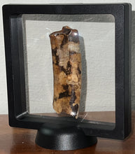 Load image into Gallery viewer, GEM Rare Large Ice Age Fossil Ground Sloth Paramylodon Tooth 3.04 Inches
