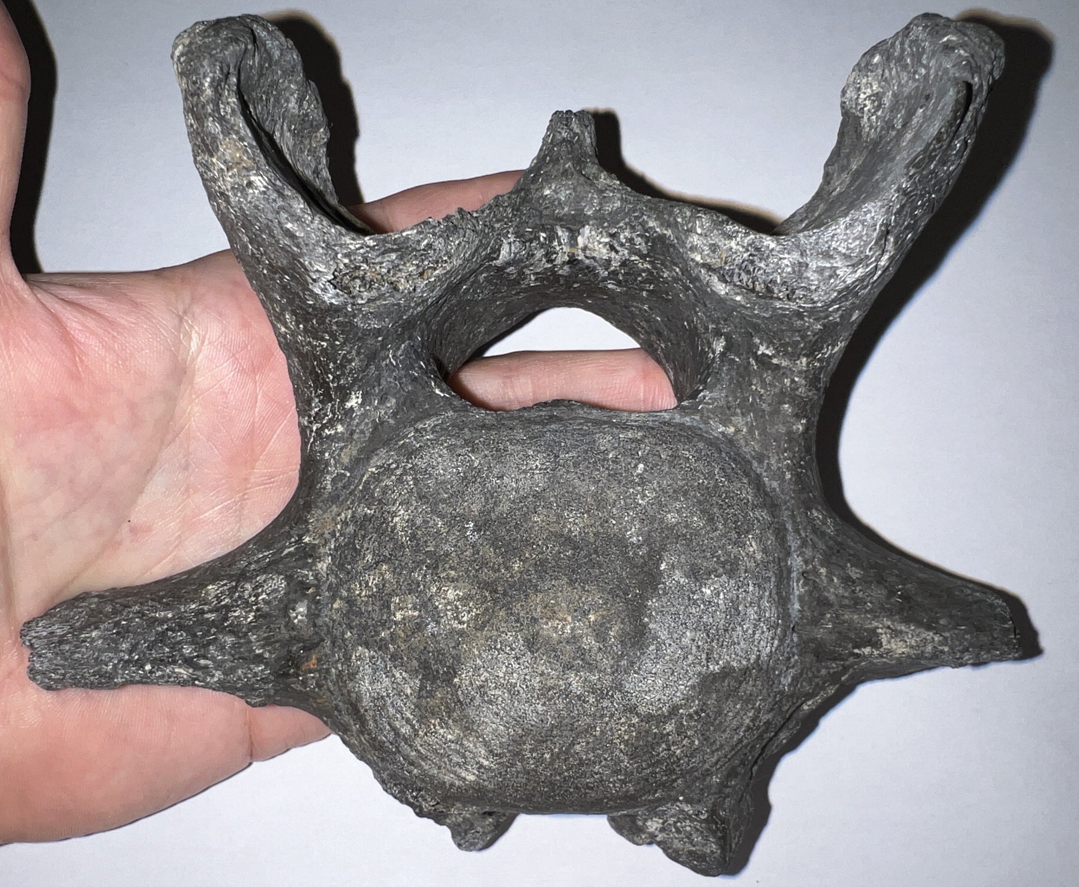 Rare Huge Ice Age Fossil Ground Sloth Paramylodon Caudal Vertebra Tail Bone 6.42 Inches