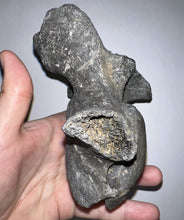 Load image into Gallery viewer, Rare Huge Ice Age Fossil Ground Sloth Paramylodon Caudal Vertebra Tail Bone 6.42 Inches
