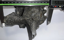 Load image into Gallery viewer, Rare Huge Ice Age Fossil Ground Sloth Paramylodon Caudal Vertebra Tail Bone 6.42 Inches
