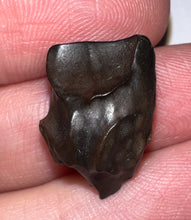 Load image into Gallery viewer, Framed Large Triceratops type Ceratopsian Tooth .77 Inches
