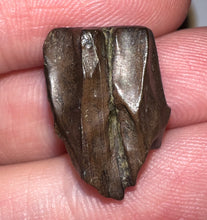 Load image into Gallery viewer, Framed Large Triceratops type Ceratopsian Tooth .77 Inches
