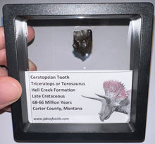 Load image into Gallery viewer, Framed Large Triceratops type Ceratopsian Tooth .77 Inches
