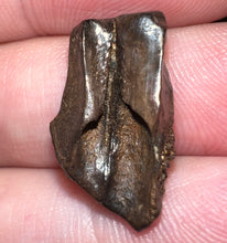 Load image into Gallery viewer, Framed Large Triceratops type Ceratopsian Tooth .76 Inches
