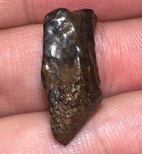 Load image into Gallery viewer, Framed Large Triceratops type Ceratopsian Tooth .76 Inches
