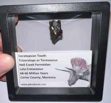 Load image into Gallery viewer, Framed Large Triceratops type Ceratopsian Tooth .76 Inches
