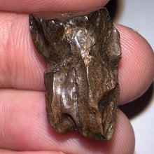 Load image into Gallery viewer, Framed Large Triceratops type Ceratopsian Tooth .79 Inches
