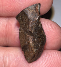 Load image into Gallery viewer, Framed Large Triceratops type Ceratopsian Tooth .79 Inches
