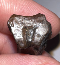 Load image into Gallery viewer, Framed Large Triceratops type Ceratopsian Tooth .79 Inches
