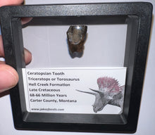 Load image into Gallery viewer, Framed Large Triceratops type Ceratopsian Tooth .79 Inches
