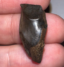 Load image into Gallery viewer, Framed Huge Triceratops type Ceratopsian Tooth .93 Inches
