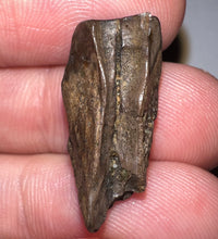 Load image into Gallery viewer, Framed Huge Triceratops type Ceratopsian Tooth .93 Inches
