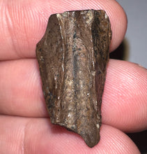 Load image into Gallery viewer, Framed HUGE Triceratops type Ceratopsian Tooth 1.03 Inches
