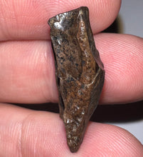 Load image into Gallery viewer, Framed HUGE Triceratops type Ceratopsian Tooth 1.03 Inches
