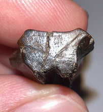 Load image into Gallery viewer, Framed HUGE Triceratops type Ceratopsian Tooth 1.03 Inches
