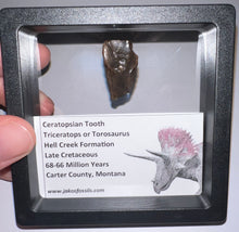 Load image into Gallery viewer, Framed HUGE Triceratops type Ceratopsian Tooth 1.03 Inches
