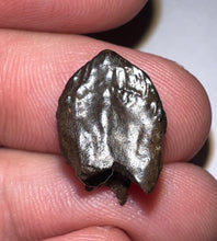 Load image into Gallery viewer, GEM Juvenile Triceratops type Ceratopsian Tooth with Full Crown and nearly complete Root .63 Inches Hell Creek Montana
