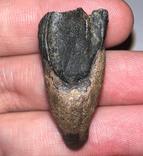 Load image into Gallery viewer, Gem Huge Triceratops type Ceratopsian Tooth 1.33 Inches Hell Creek Montana
