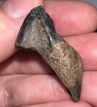 Load image into Gallery viewer, Gem Huge Triceratops type Ceratopsian Tooth 1.33 Inches Hell Creek Montana
