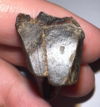 Load image into Gallery viewer, Gem Huge Triceratops type Ceratopsian Tooth 1.33 Inches Hell Creek Montana
