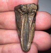Load image into Gallery viewer, Gem Huge Triceratops type Ceratopsian Tooth 1.33 Inches Hell Creek Montana
