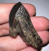 Load image into Gallery viewer, GEM Huge Triceratops type Ceratopsian Tooth with Full Crown and Root 1.59 Inches Hell Creek Montana
