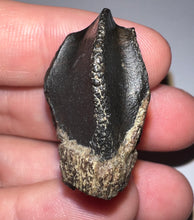 Load image into Gallery viewer, GEM Huge Triceratops type Ceratopsian Tooth with Full Crown and Root 1.59 Inches Hell Creek Montana
