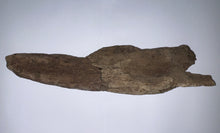 Load image into Gallery viewer, Triceratops type Ceratopsian Partial Brow Horn 16 Inches Hell Creek Montana

