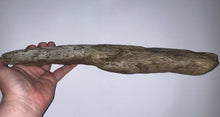 Load image into Gallery viewer, Triceratops type Ceratopsian Partial Brow Horn 16 Inches Hell Creek Montana
