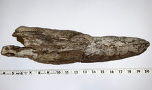 Load image into Gallery viewer, Triceratops type Ceratopsian Partial Brow Horn 16 Inches Hell Creek Montana

