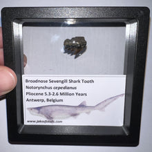 Load image into Gallery viewer, Framed Fossil Sevengill Shark Teeth with info card One Per Order
