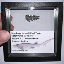 Load image into Gallery viewer, Framed Fossil Sevengill Shark Teeth with info card One Per Order
