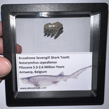 Load image into Gallery viewer, Framed Fossil Sevengill Shark Teeth with info card One Per Order
