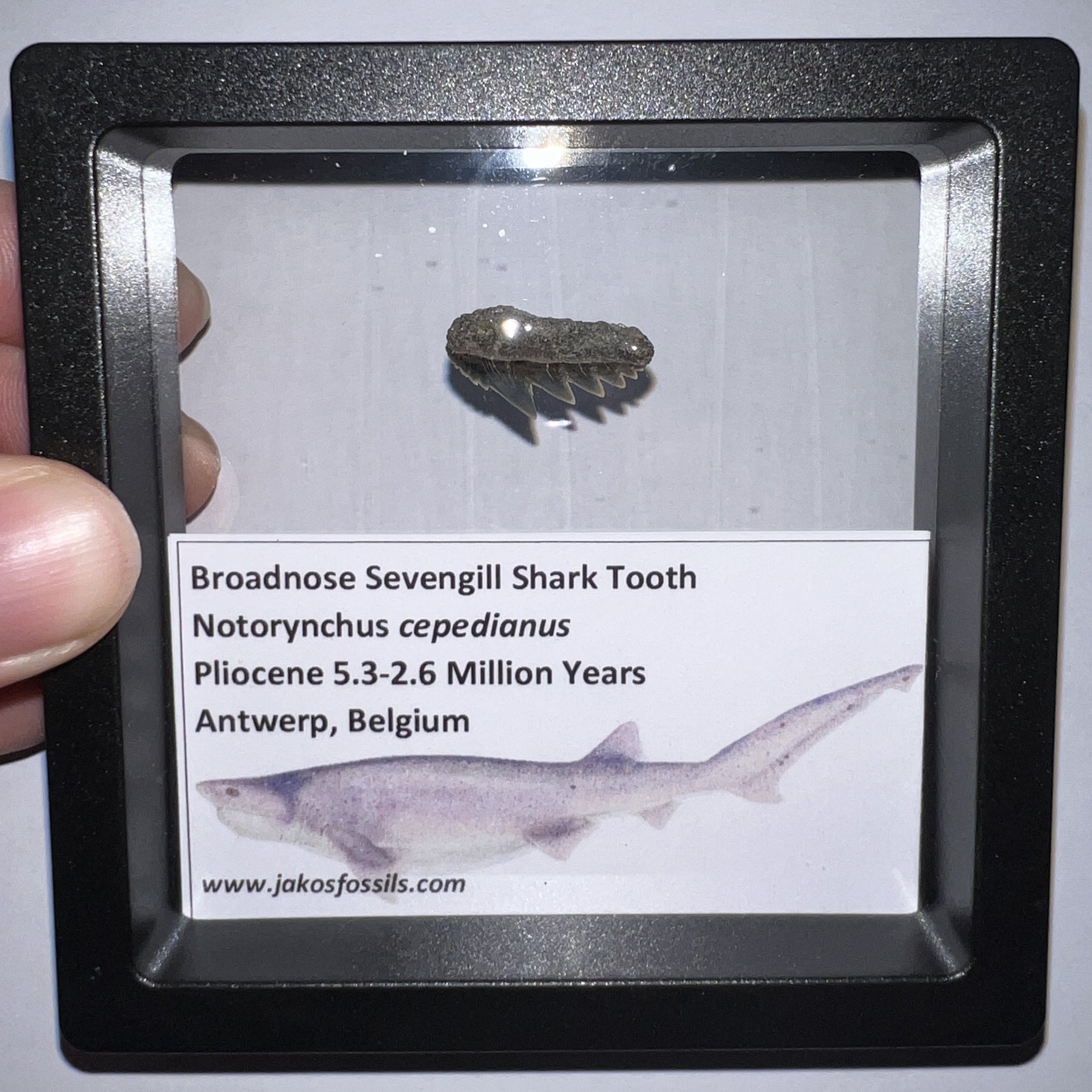 Framed Fossil Sevengill Shark Teeth with info card One Per Order