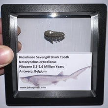 Load image into Gallery viewer, Framed Fossil Sevengill Shark Teeth with info card One Per Order
