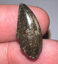 Load image into Gallery viewer, Rare Majungasaurus Fossil Tooth Giant Abelisaur .78 Inches!
