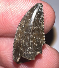 Load image into Gallery viewer, Rare Majungasaurus Fossil Tooth Giant Abelisaur .78 Inches!
