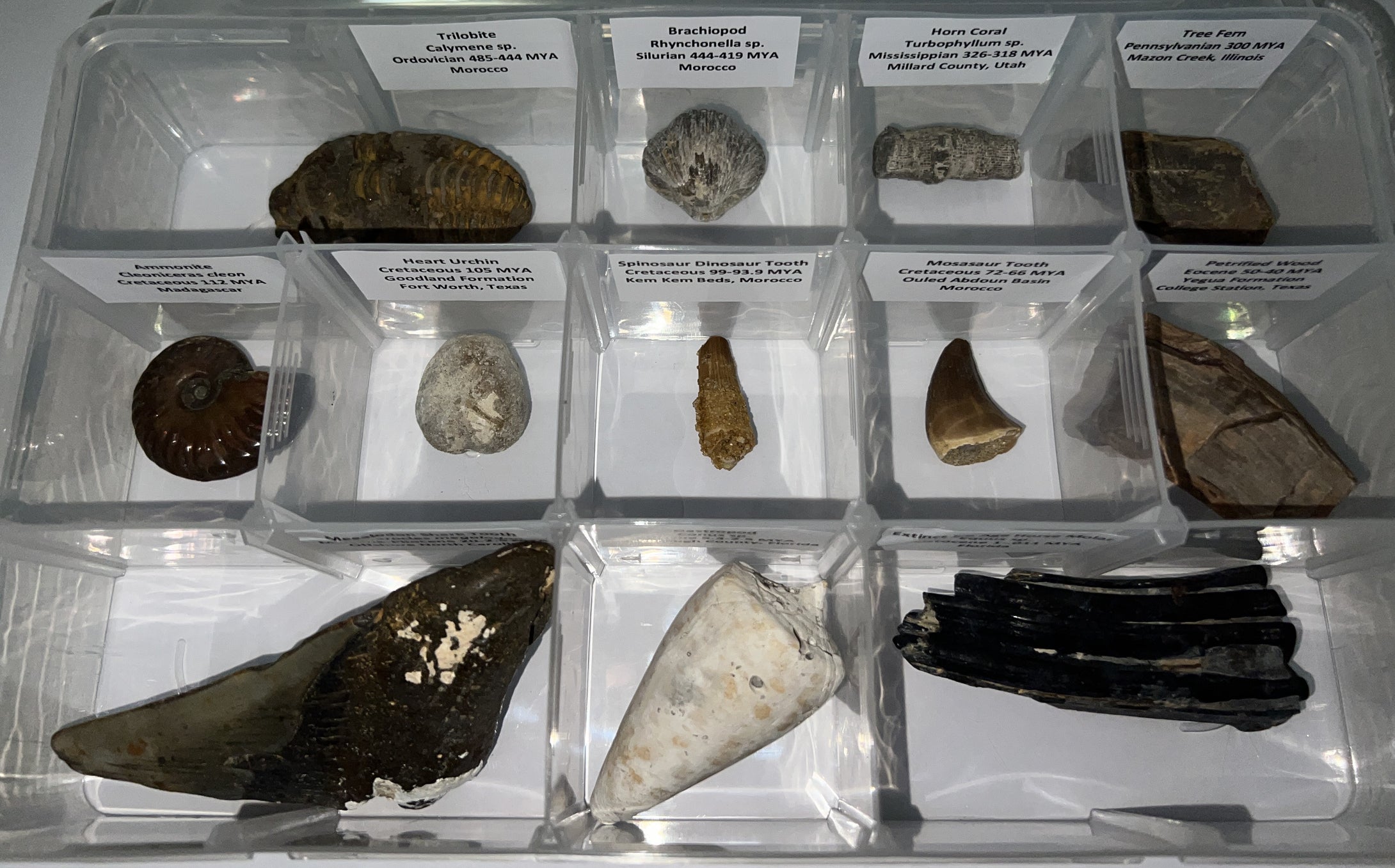 Large Beginner Collection of 12 labeled Fossils in a clear case. Includes Partial Megalodon Tooth, Trilobite, Spinosaur Tooth and more!