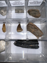 Load image into Gallery viewer, Large Beginner Collection of 12 labeled Fossils in a clear case. Includes Partial Megalodon Tooth, Trilobite, Spinosaur Tooth and more!
