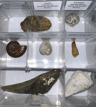 Load image into Gallery viewer, Large Beginner Collection of 12 labeled Fossils in a clear case. Includes Partial Megalodon Tooth, Trilobite, Spinosaur Tooth and more!
